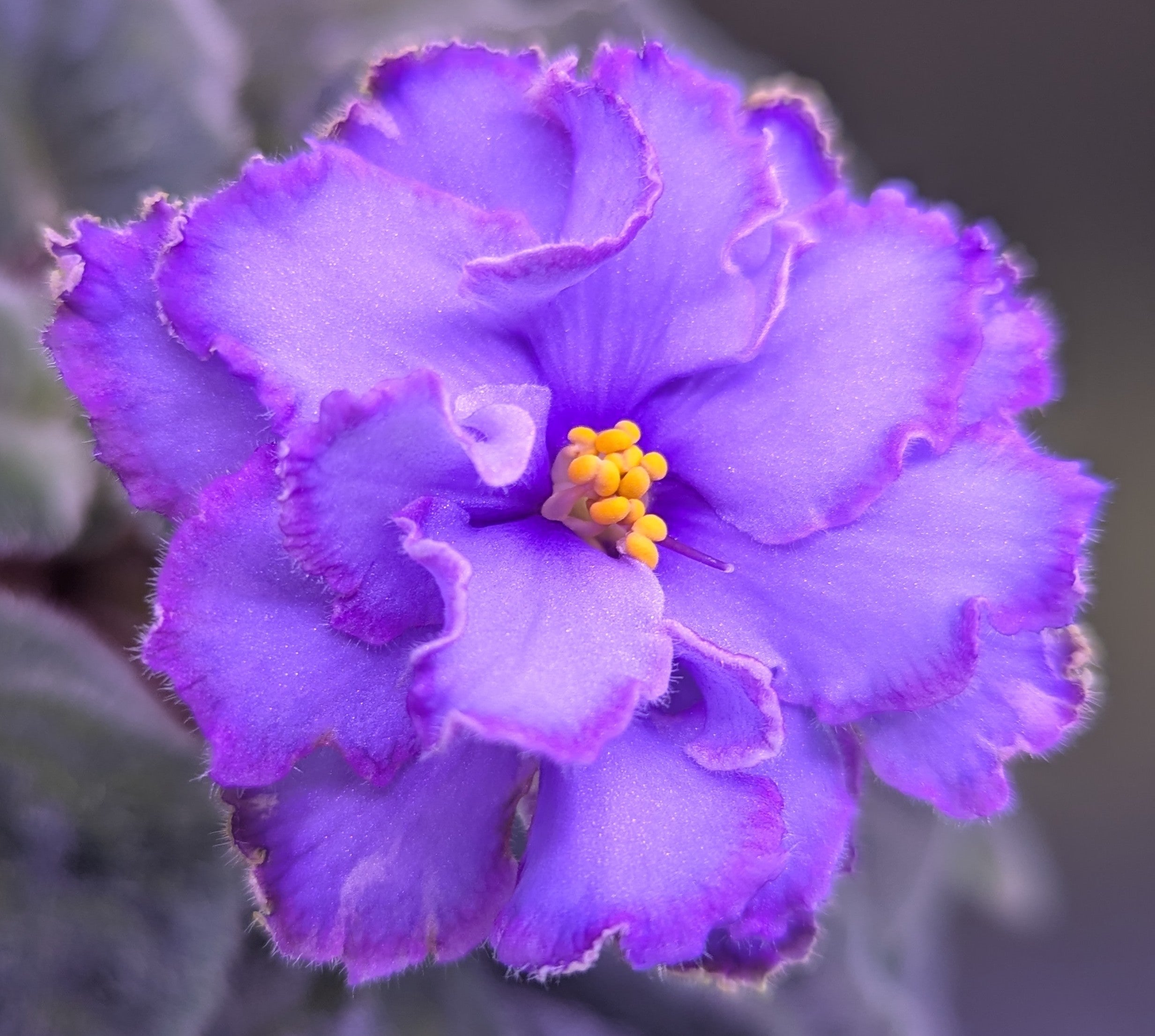 Blue Dragon African Violet Plant – Viola's Violets & Gifts