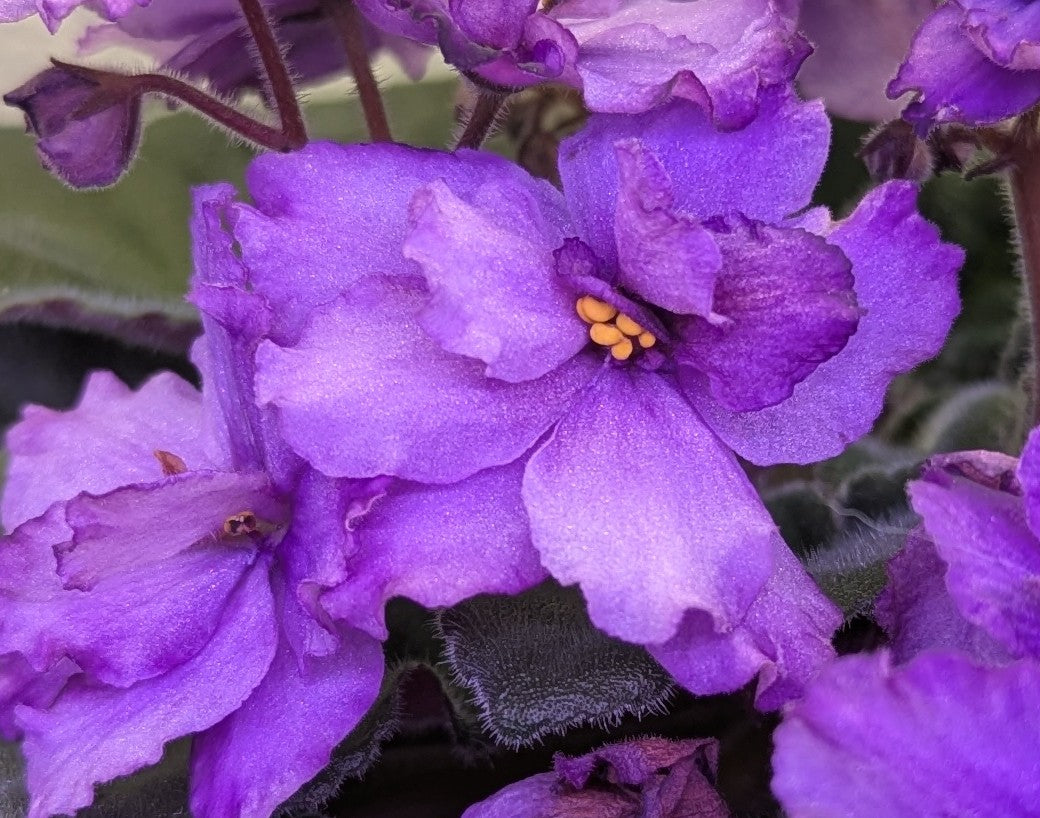 Makin' Romance African Violet Plant