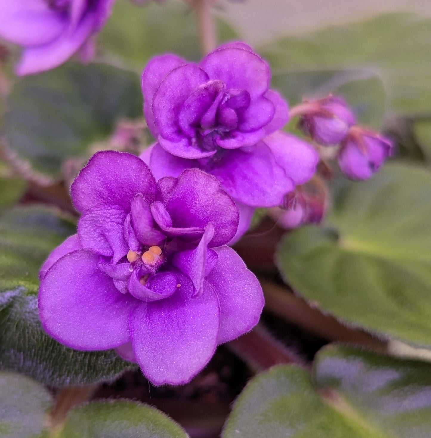 Nancy Reagan African Violet Plant