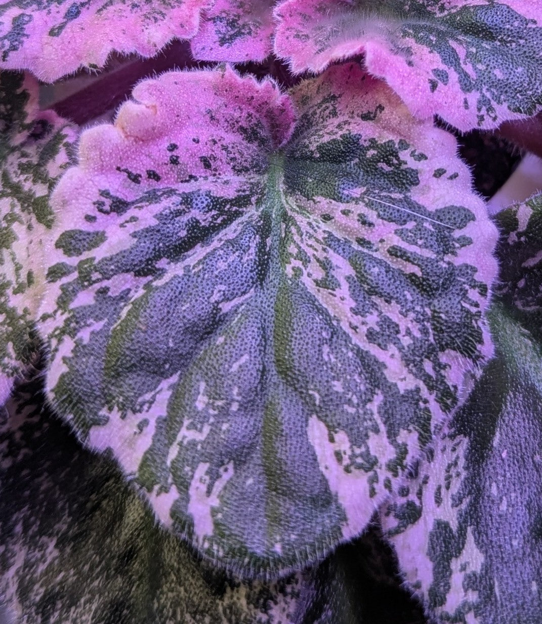Tiger African Violet Leaves