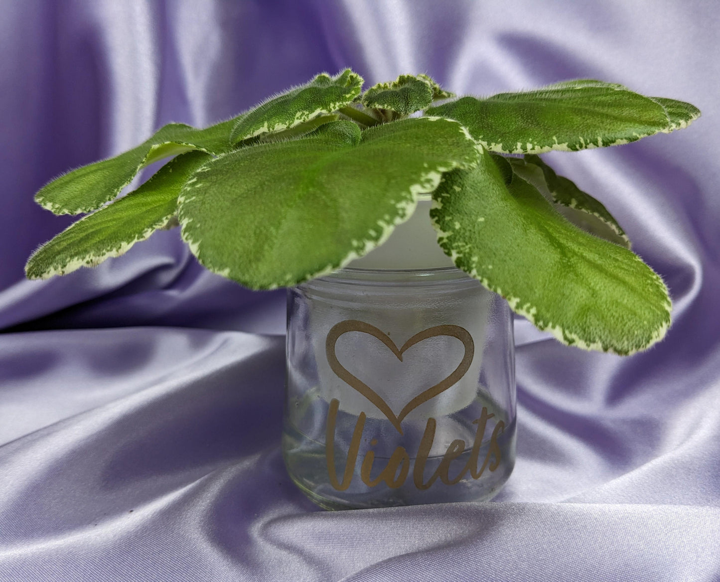 Morning Dew Love Violets Candle, 5oz