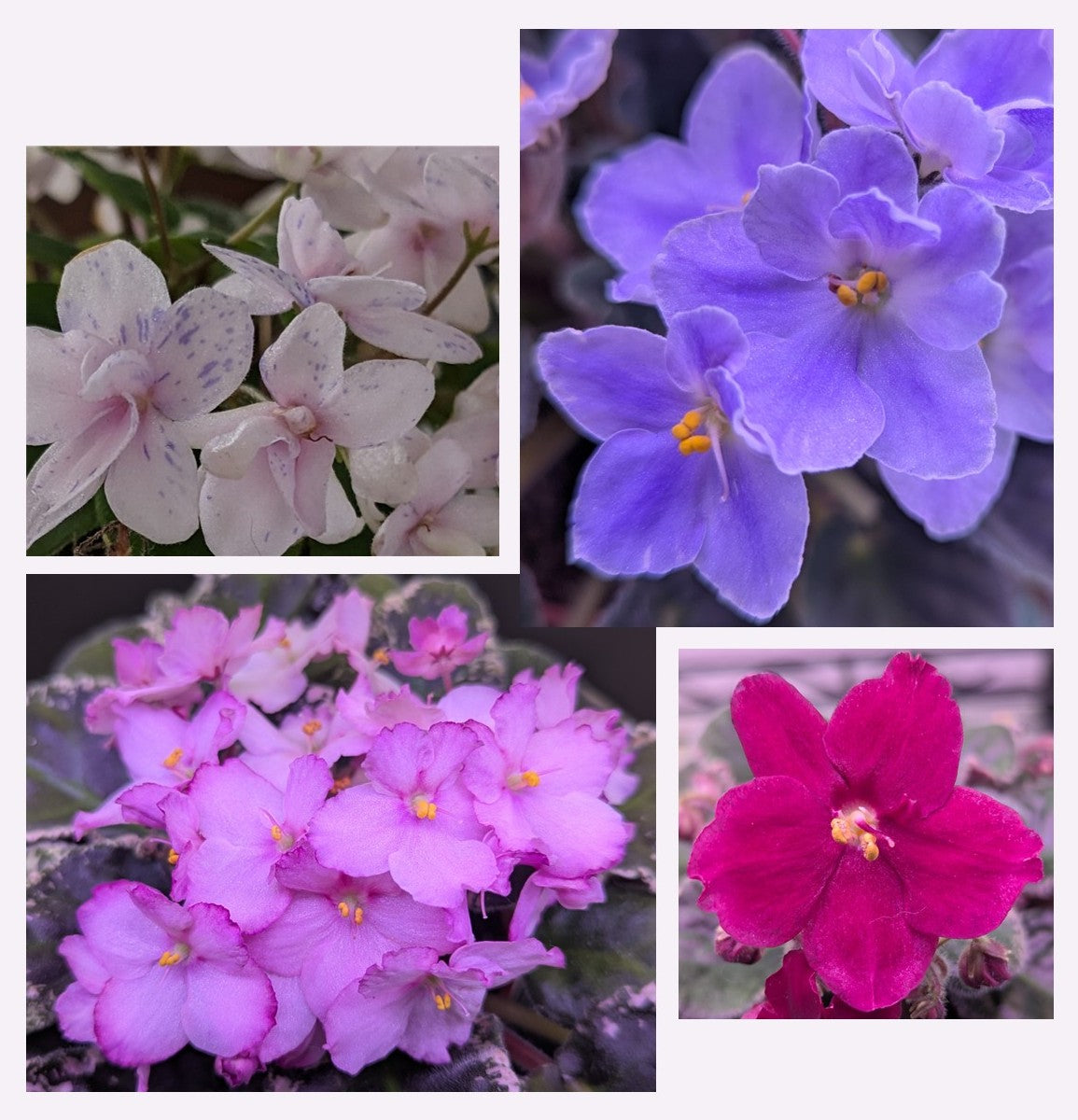 African Violet Plants