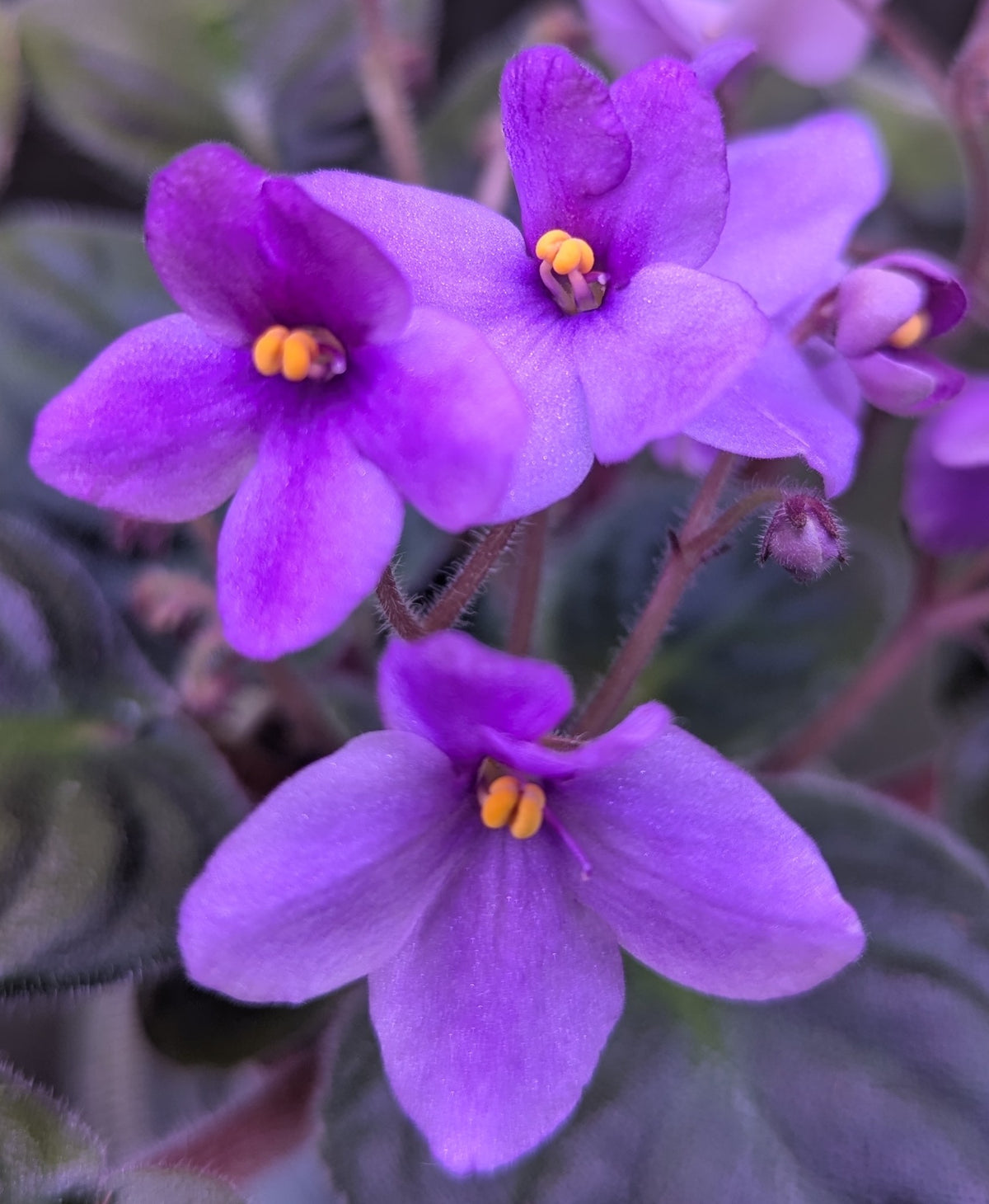 Amethyst African violet plant