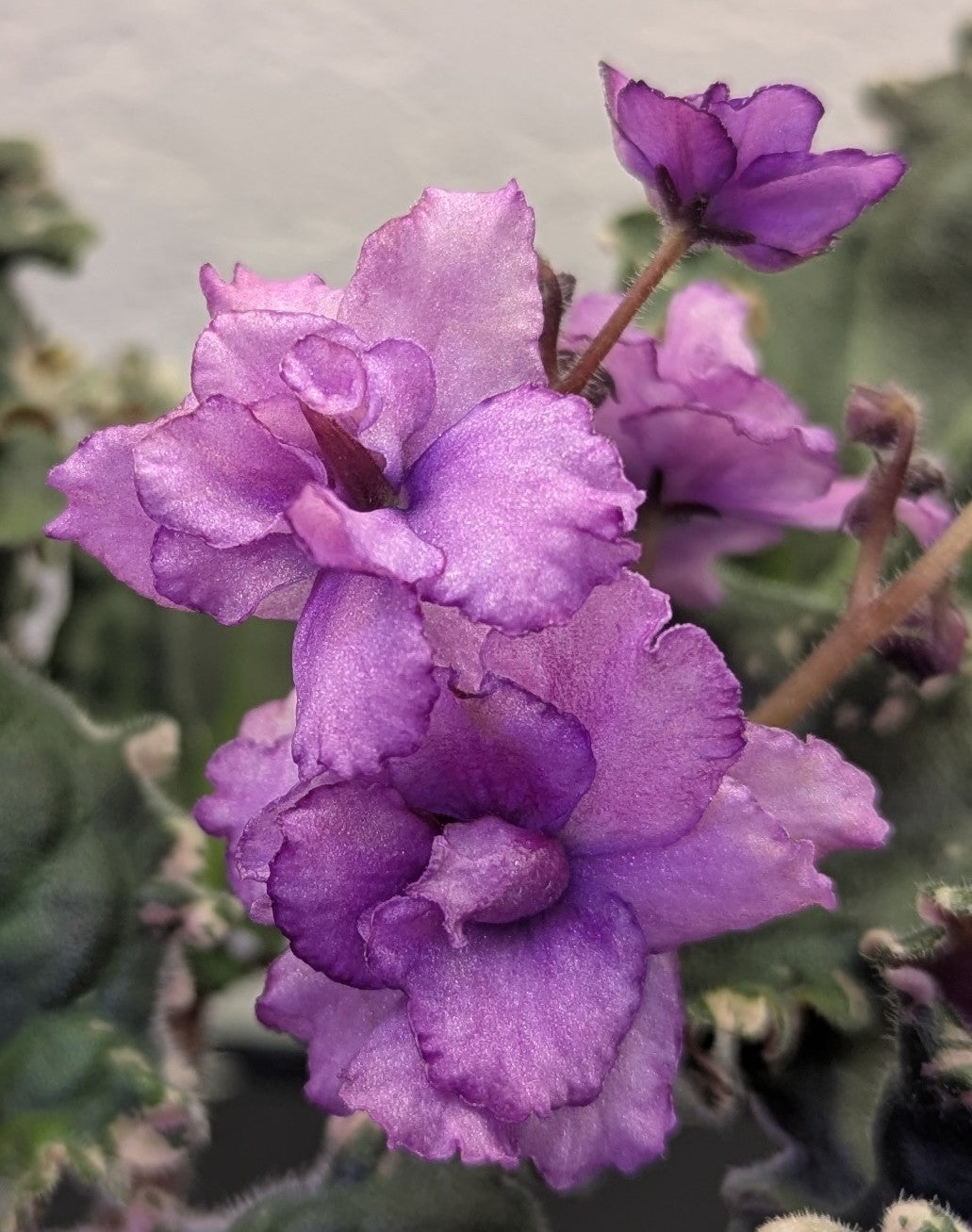 Apache Gem African Violet Plant