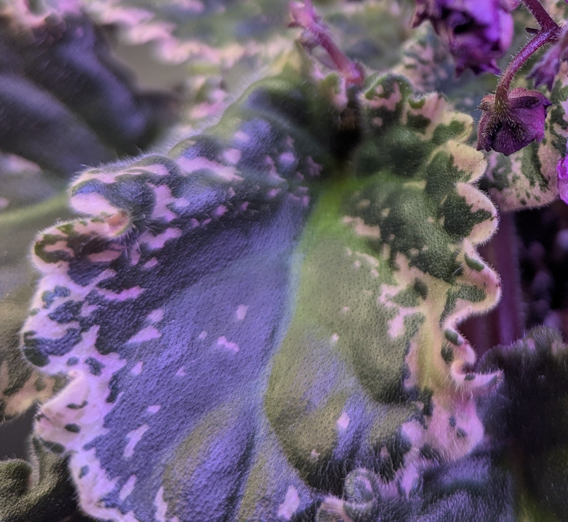 Apache Gem African Violet Plant Leaf