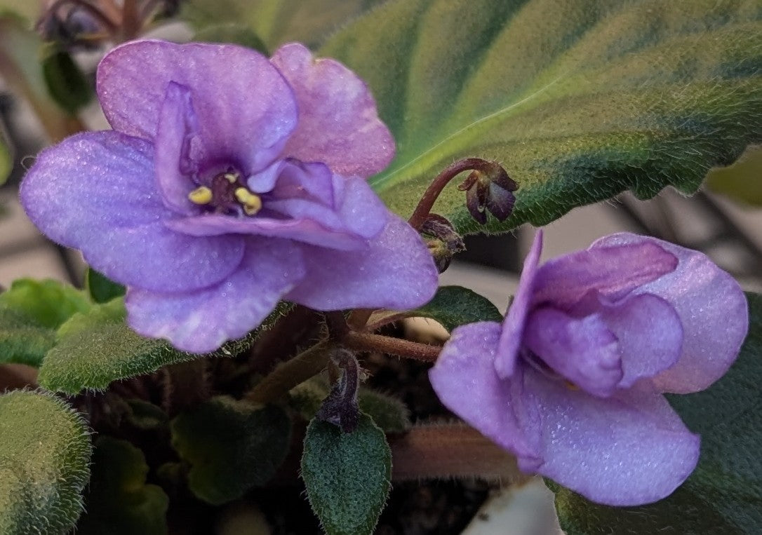 Bertha African Violet Plant