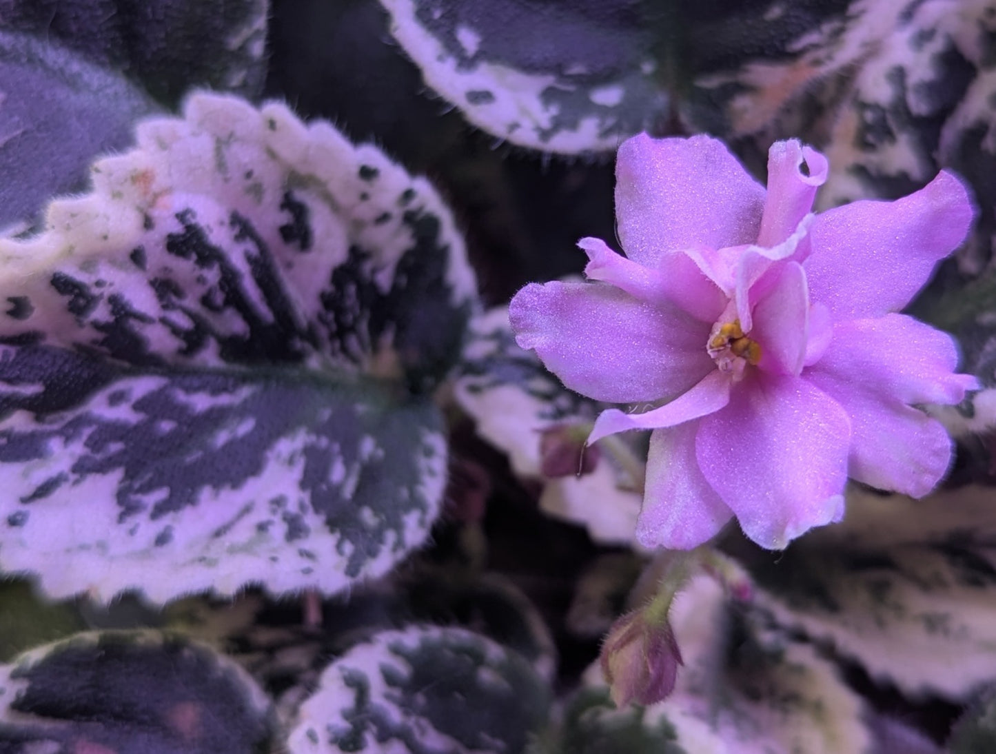 Cherokee Trail African Violet Plant