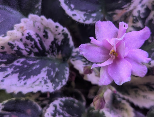 Cherokee Trail African Violet Plant