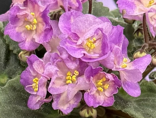 Hawaiian Pearl African Violet