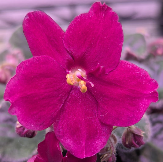 Heinz's Sentimental African Violet Plant