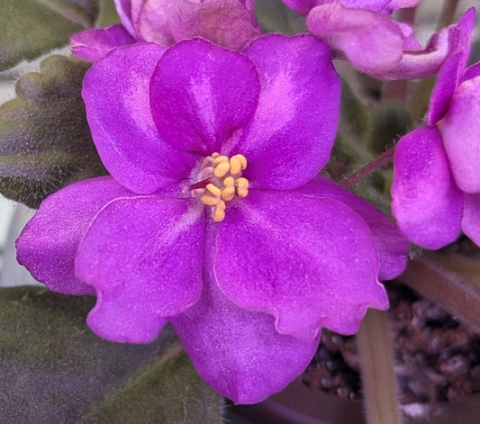 Maas' Janet African Violet Plant