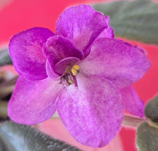 Maas' Janet African Violet Plant