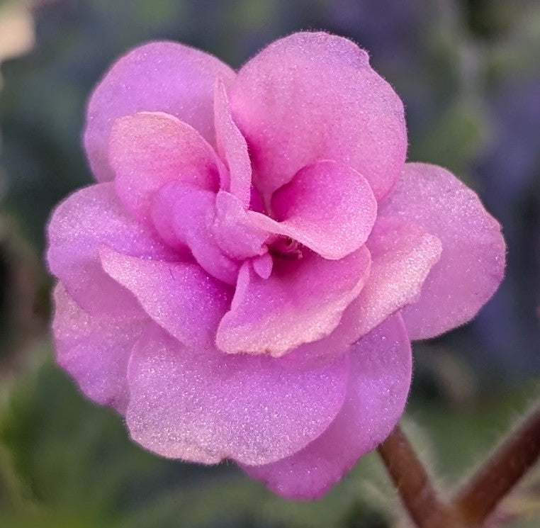 Magnolia African Violet Plant