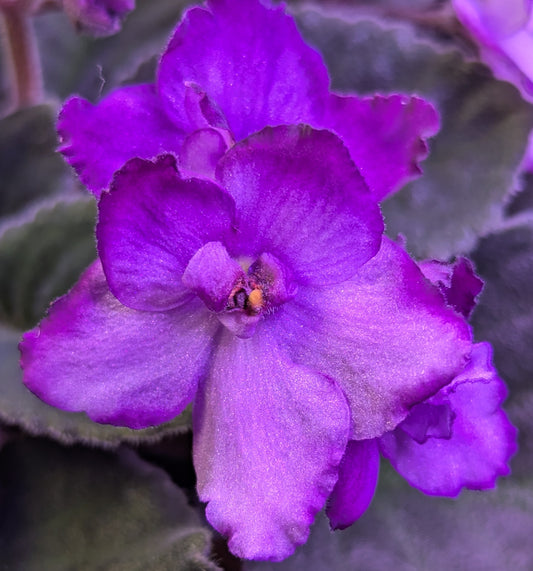 Makin Romance African Violet Plant