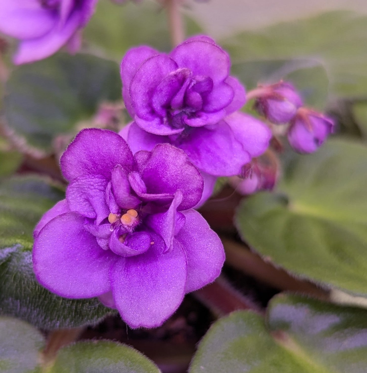 Nancy Reagan African Violet Plant