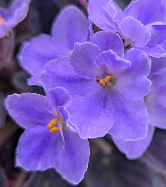 Peggy Rios African Violet Plant