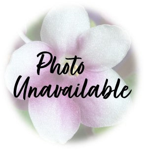 Photo Unavailable African Violet Plant