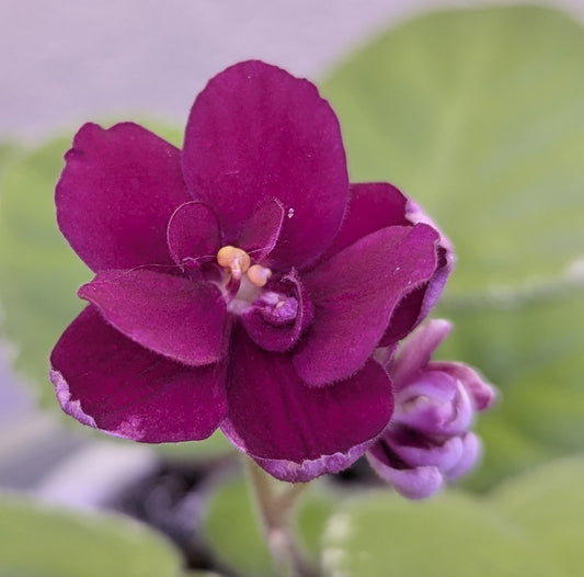 Powwow African Violet Plant