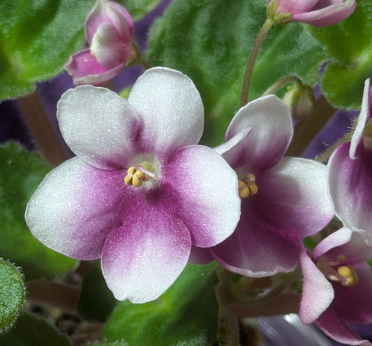Queen of Clubs African Violet Plant