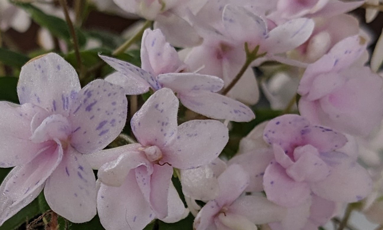 Rob's Boolaroo African Violet Plant