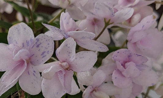 Rob's Boolaroo African Violet Plant