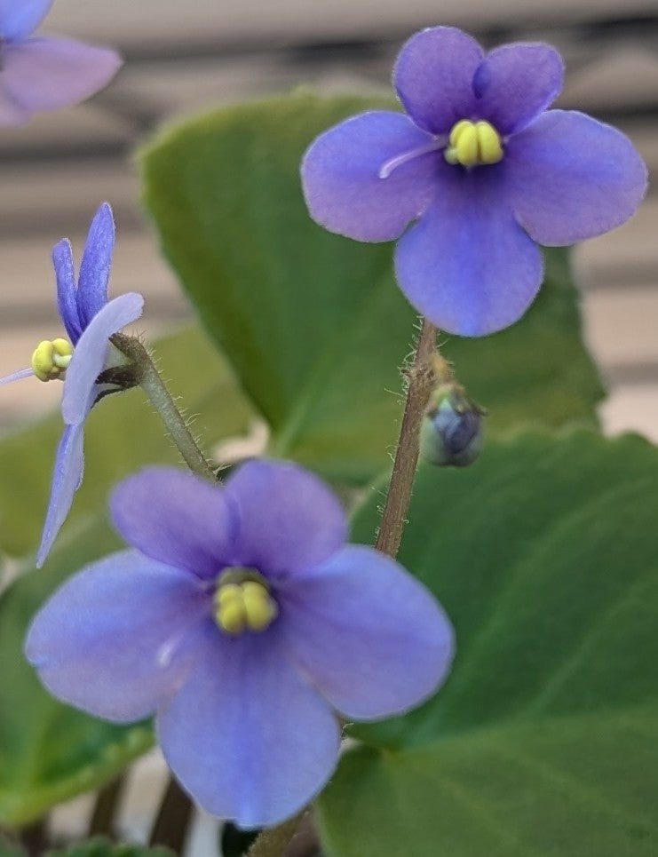 S clone confusa African violet plant