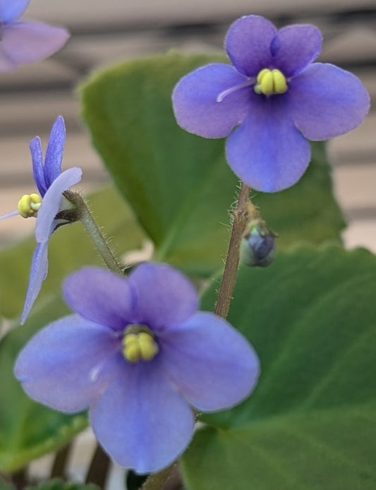 S clone confusa African violet plant