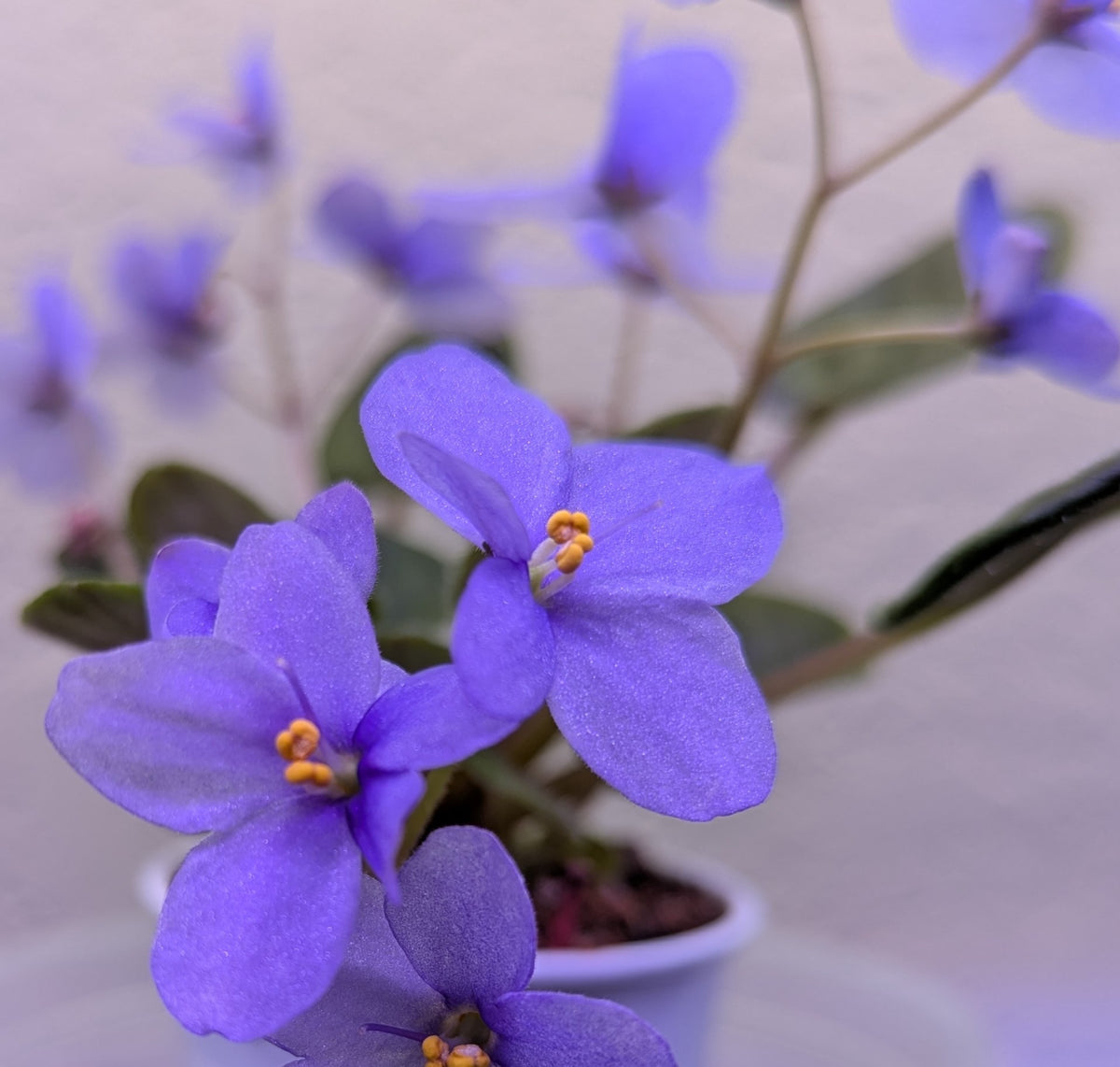 SoBig African Violet Plant