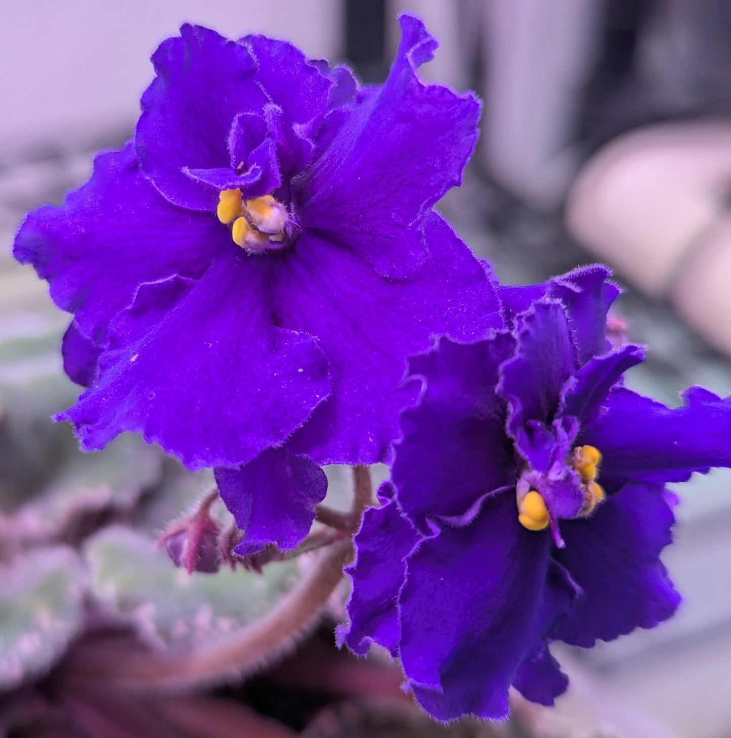 Tiger African Violet Plant