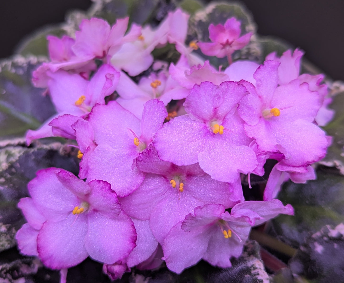 Wrangler's Dixie Celebration African Violet Plant