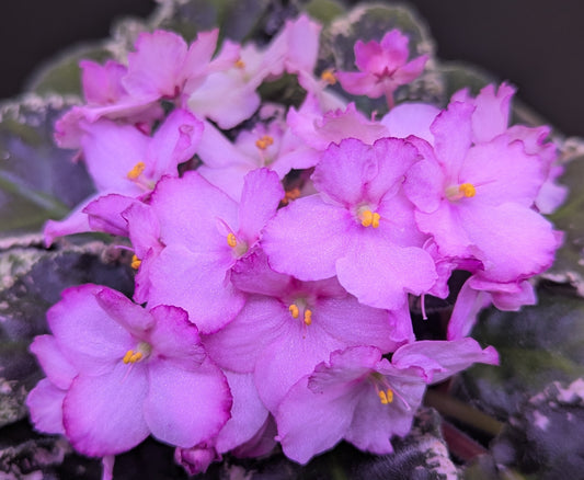 Wrangler's Dixie Celebration African Violet Plant